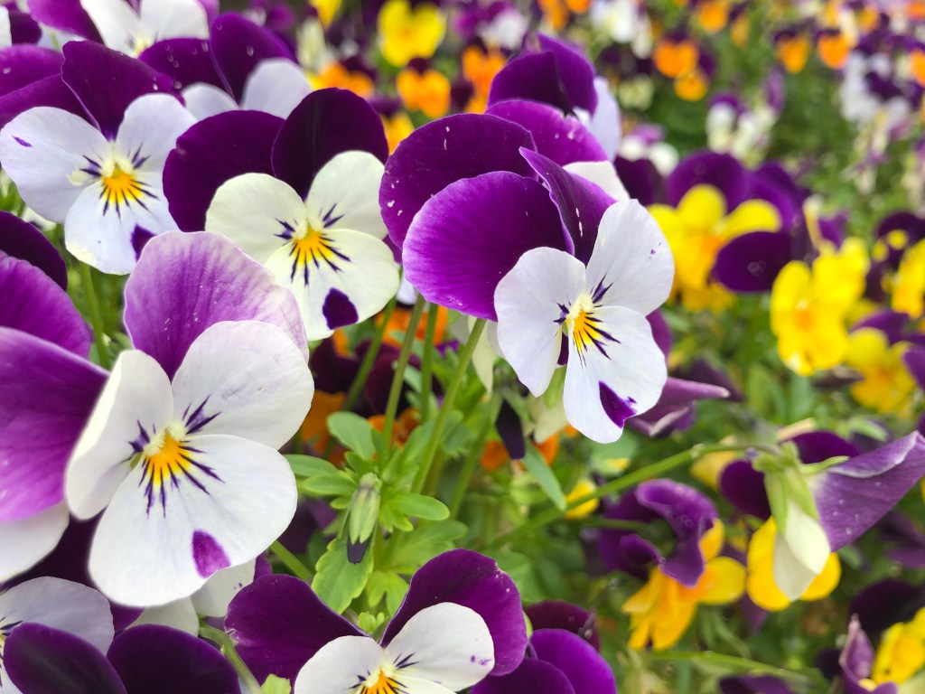 A Touch of&nbsp;Spring