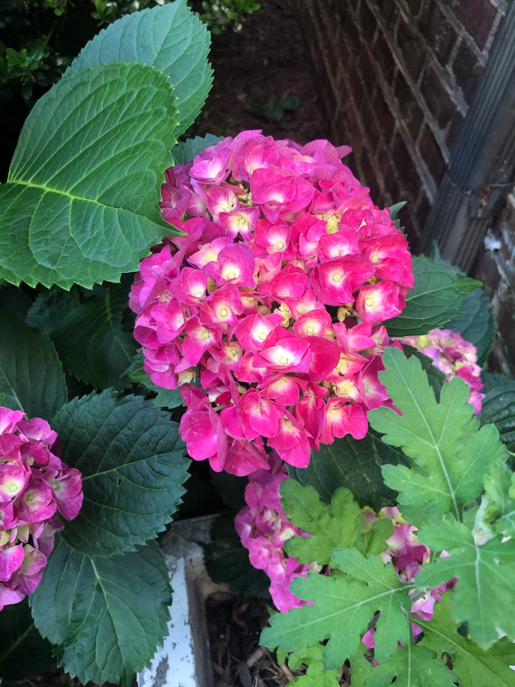 First Trimester — Pregnancy&nbsp;Recap